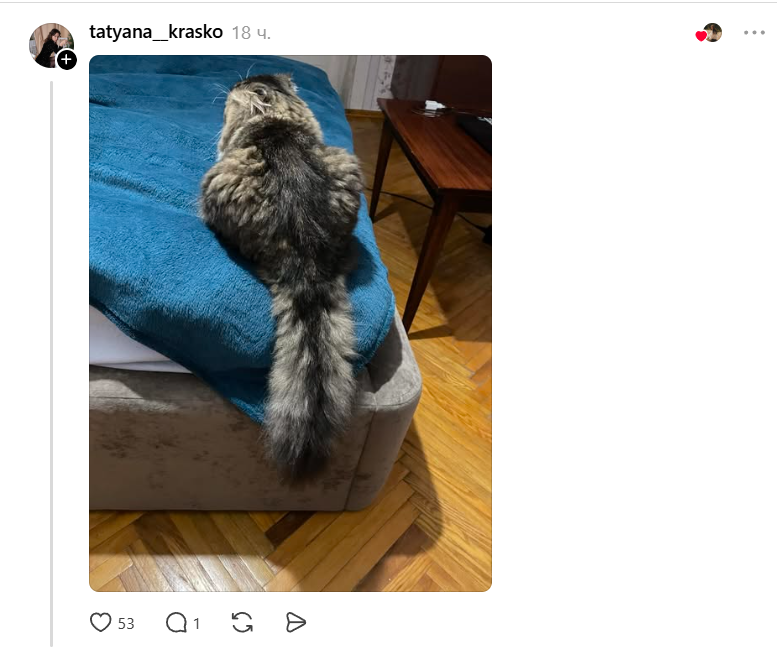 Конкурс на самый пушистый хвостик: украинцы в Threads показывают достоинства своих котиков - фото 856982