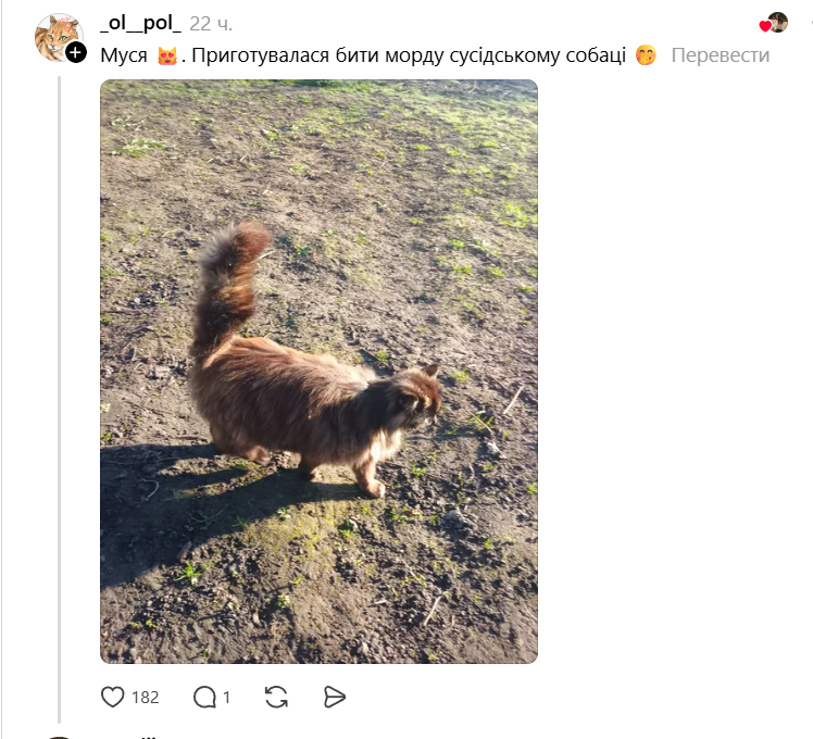 Конкурс на самый пушистый хвостик: украинцы в Threads показывают достоинства своих котиков - фото 856984