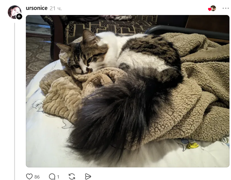 Конкурс на самый пушистый хвостик: украинцы в Threads показывают достоинства своих котиков - фото 856985