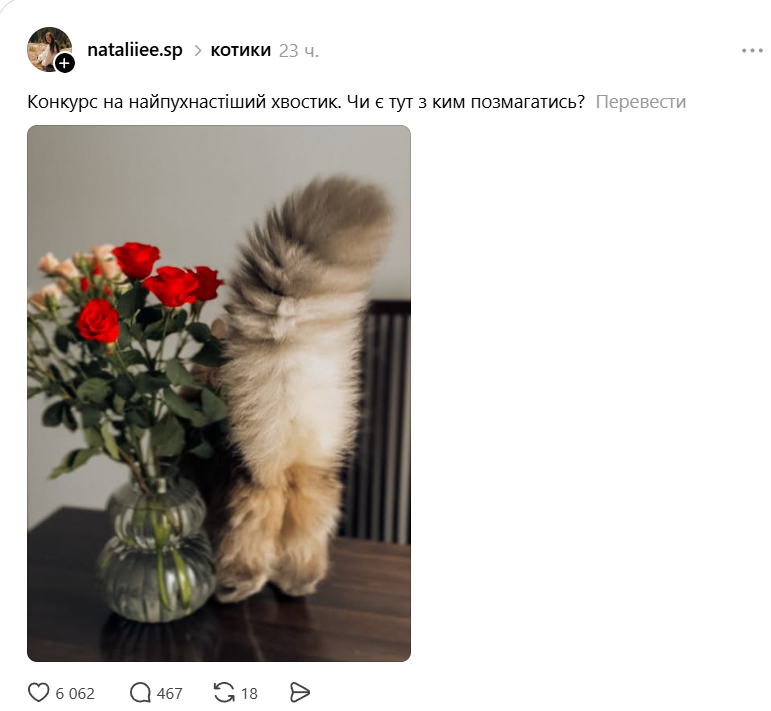 Конкурс на самый пушистый хвостик: украинцы в Threads показывают достоинства своих котиков - фото 856986