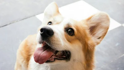 Коргі “заклинило” при вигляді м’яча: відео, від якого стає радісно