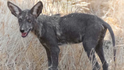 Чупакабра знову з нами: мережею шириться відео істоти, яку важко ідентифікувати
