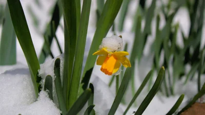 Смішні меми про погоду в Україні: весна забула, що вона не зима