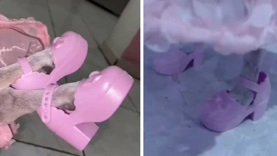 Собачка у рожевих туфельках і сукні підкорила мережу - справжня гав-гав принцеса