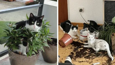 23 нечемні котики, які не можуть спокійно пройти повз вазони