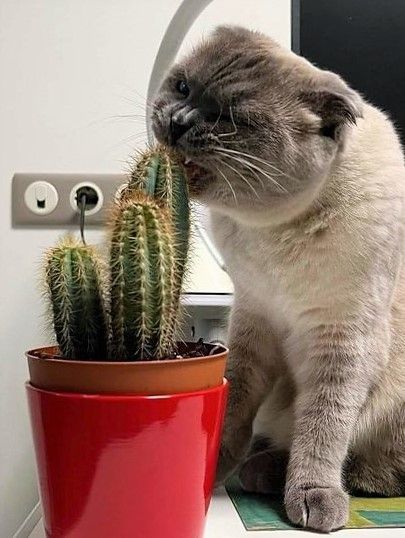 23 невежливые котики, которые не могут спокойно пройти мимо вазонов - фото 857671