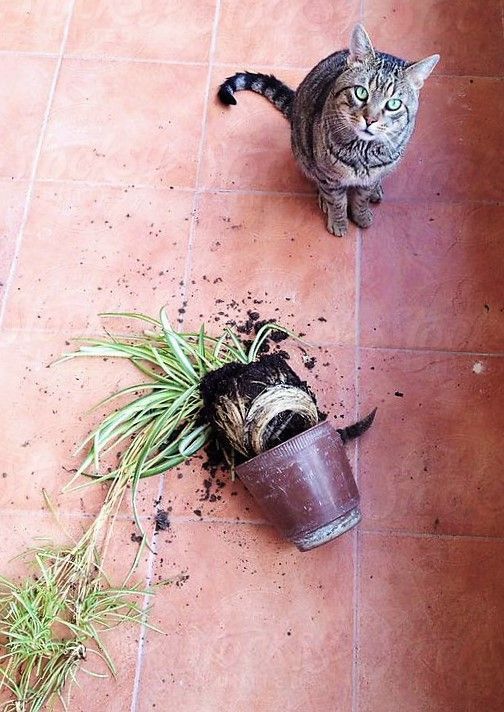 23 невежливые котики, которые не могут спокойно пройти мимо вазонов - фото 857673