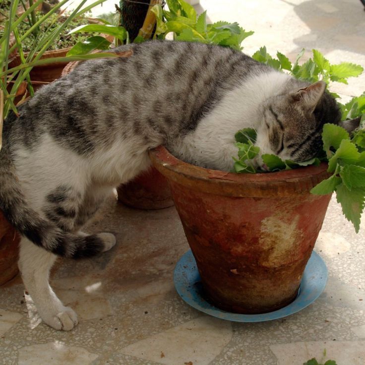 23 невежливые котики, которые не могут спокойно пройти мимо вазонов - фото 857674
