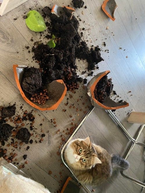 23 невежливые котики, которые не могут спокойно пройти мимо вазонов - фото 857678