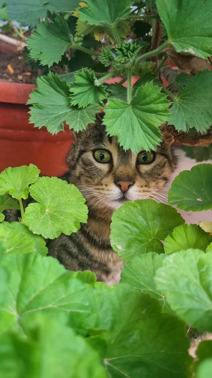 23 невежливые котики, которые не могут спокойно пройти мимо вазонов - фото 857680