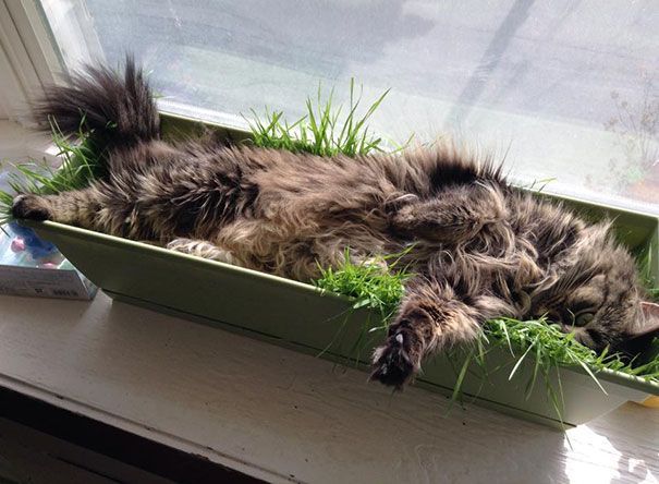 23 невежливые котики, которые не могут спокойно пройти мимо вазонов - фото 857682
