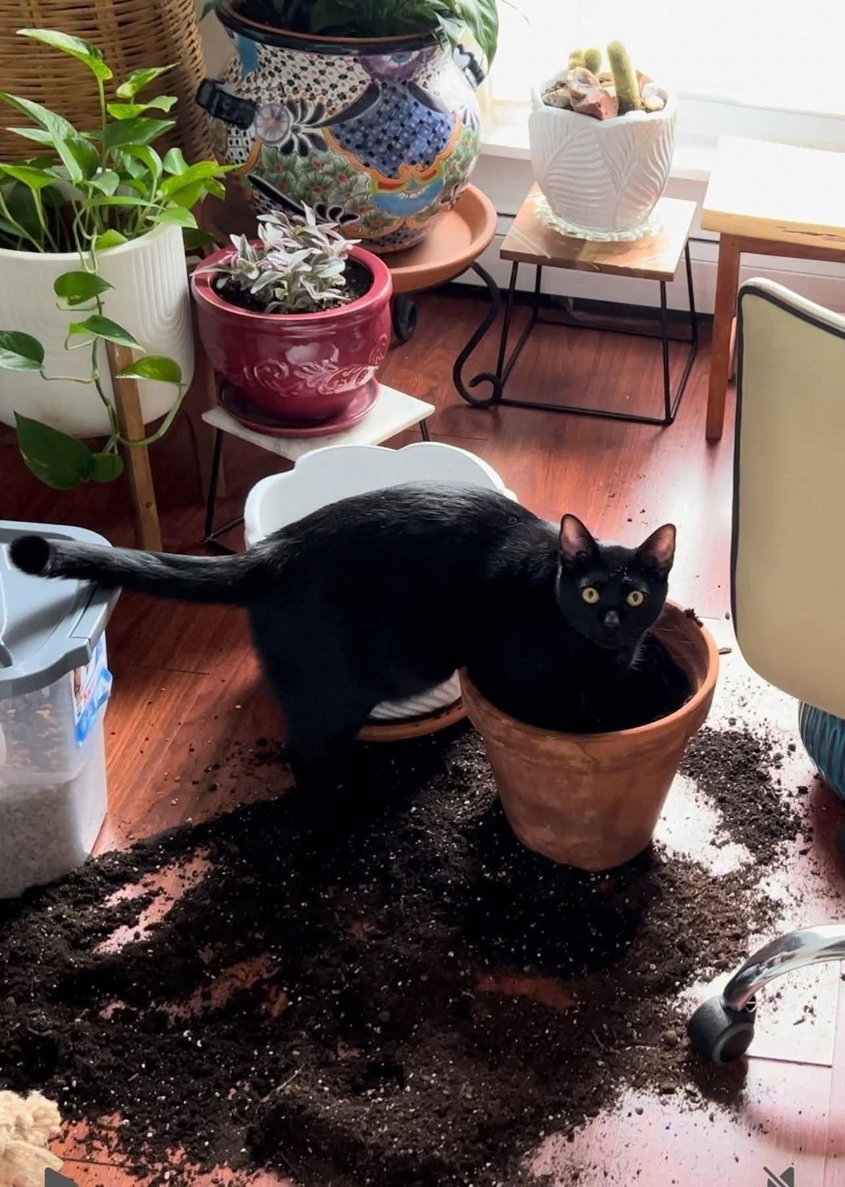23 невежливые котики, которые не могут спокойно пройти мимо вазонов - фото 857683