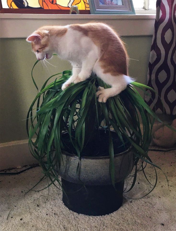 23 невежливые котики, которые не могут спокойно пройти мимо вазонов - фото 857684