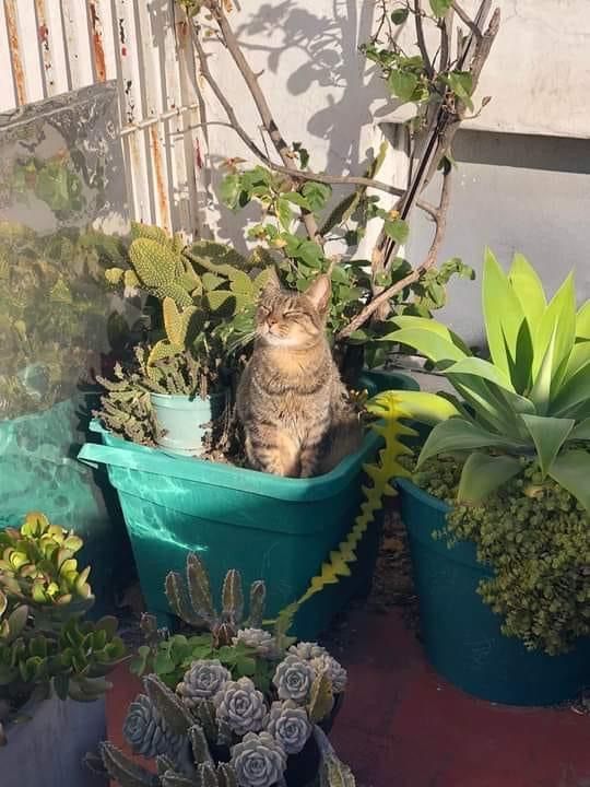 23 невежливые котики, которые не могут спокойно пройти мимо вазонов - фото 857686