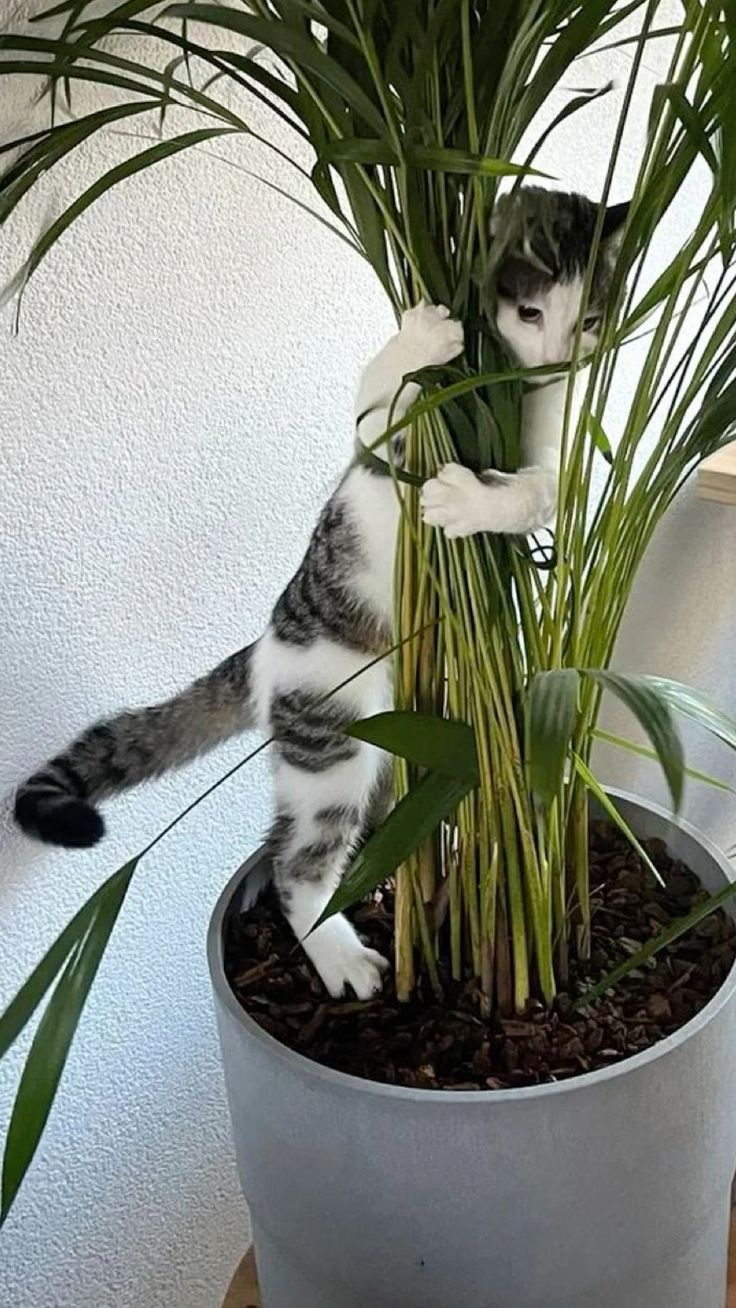 23 невежливые котики, которые не могут спокойно пройти мимо вазонов - фото 857687