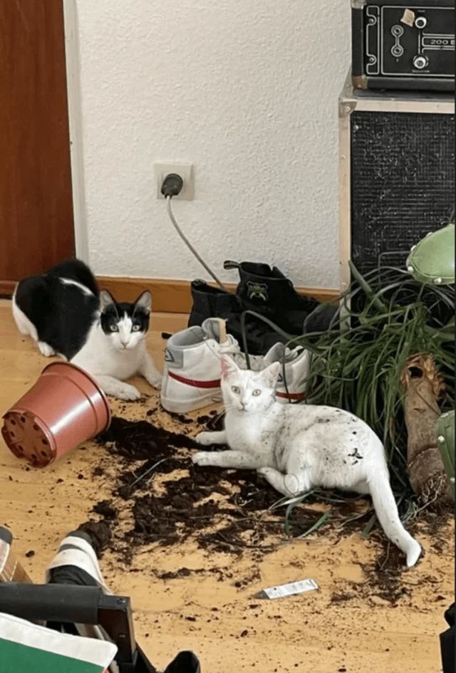 23 невежливые котики, которые не могут спокойно пройти мимо вазонов - фото 857688