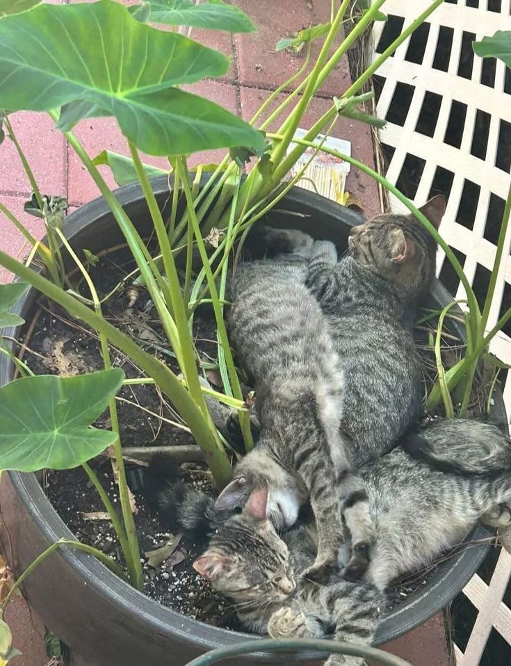 23 невежливые котики, которые не могут спокойно пройти мимо вазонов - фото 857689