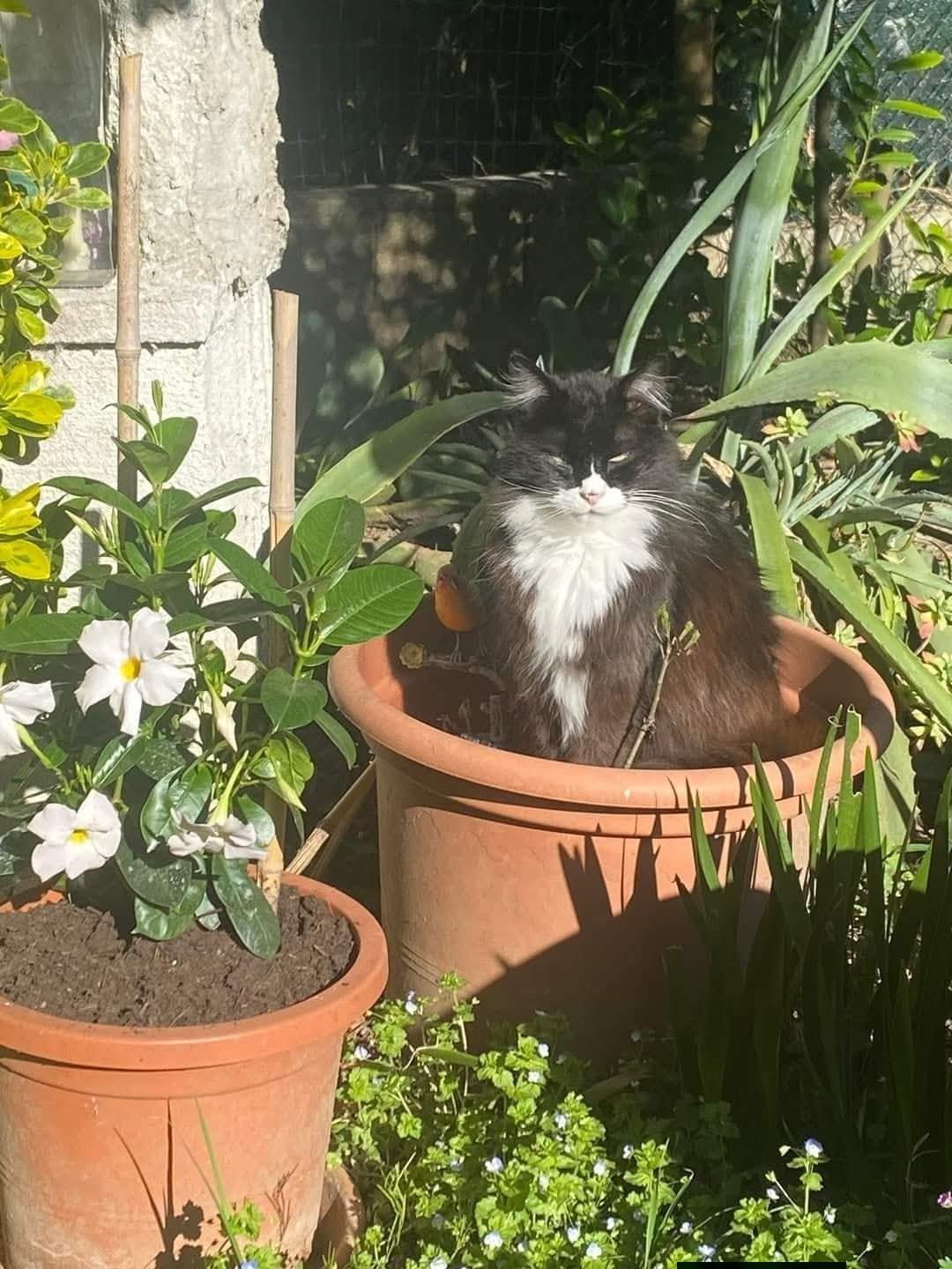 23 невежливые котики, которые не могут спокойно пройти мимо вазонов - фото 857690