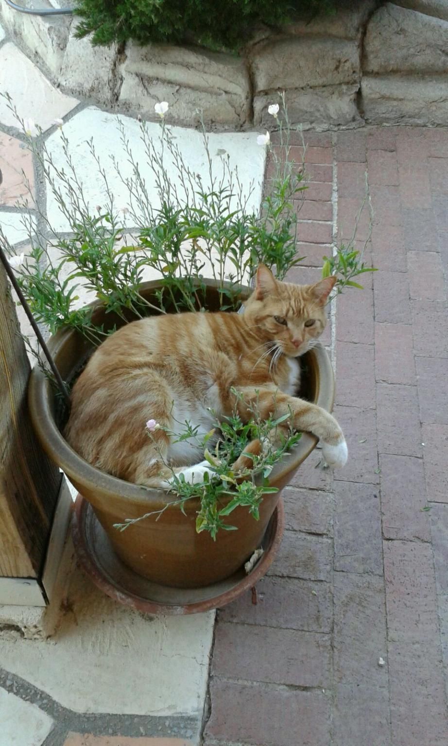 23 невежливые котики, которые не могут спокойно пройти мимо вазонов - фото 857691