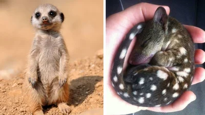 16 тваринок-малюків, які занадто милі для цього світу