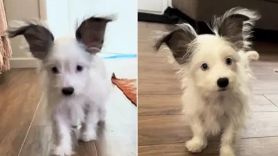 Песик полюбився інтернету завдяки своїй кумедній особливості - величезним вушкам