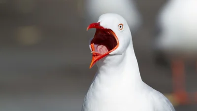 "Ору чайкою": у Бельгії відбувся чемпіонат з імітації крику морського птаха