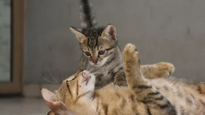 Кошачьи безответственные мамы, которые не совсем поняли суть материнства