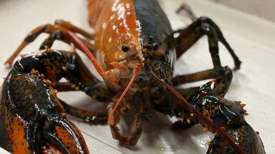 Таких майже не існує: вчені вражені двоколірним омаром, якого нещодавно спіймали