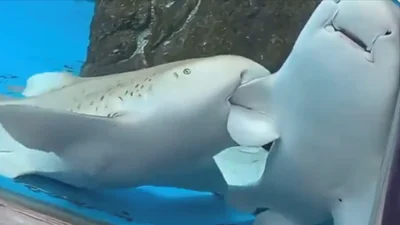 Відвідувачі акваріума запанікували, побачивши, як одна акула кусає іншу - аж поки не дізналися причину