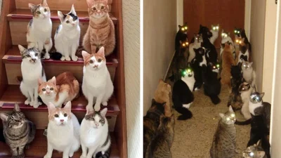 Коты-бандиты: к этим опасным пацанам лучше не приближаться