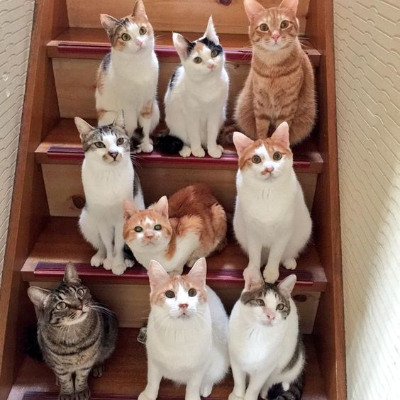Коты-бандиты: к этим опасным пацанам лучше не приближаться - фото 859482
