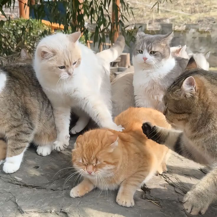 Коты-бандиты: к этим опасным пацанам лучше не приближаться - фото 859483