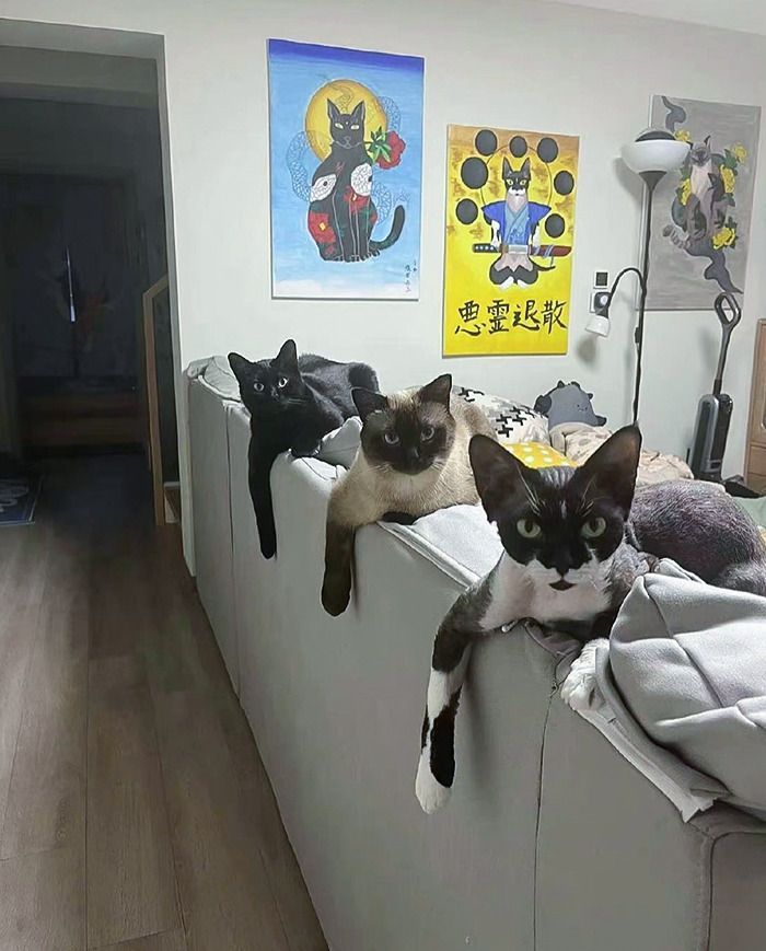 Коты-бандиты: к этим опасным пацанам лучше не приближаться - фото 859485