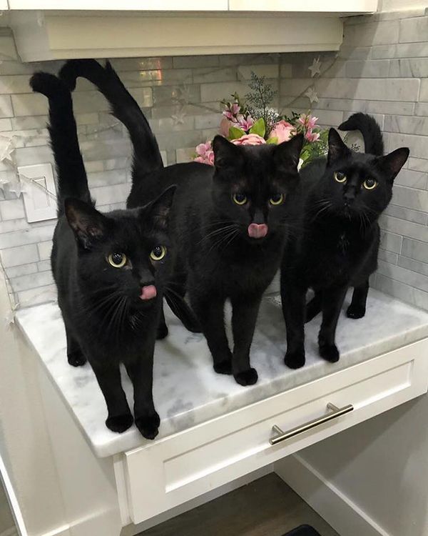 Коты-бандиты: к этим опасным пацанам лучше не приближаться - фото 859488