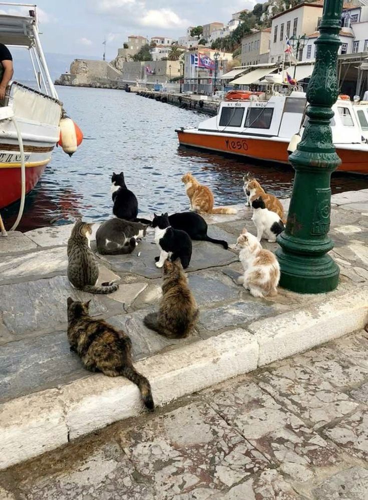 Коты-бандиты: к этим опасным пацанам лучше не приближаться - фото 859492