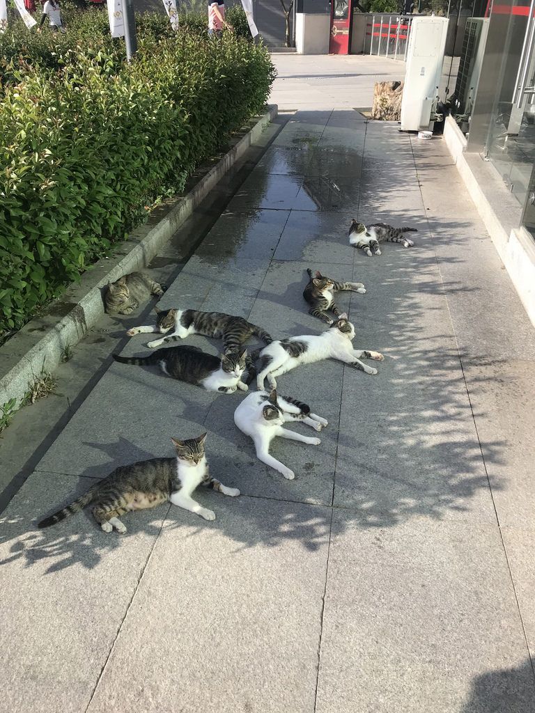 Коты-бандиты: к этим опасным пацанам лучше не приближаться - фото 859493