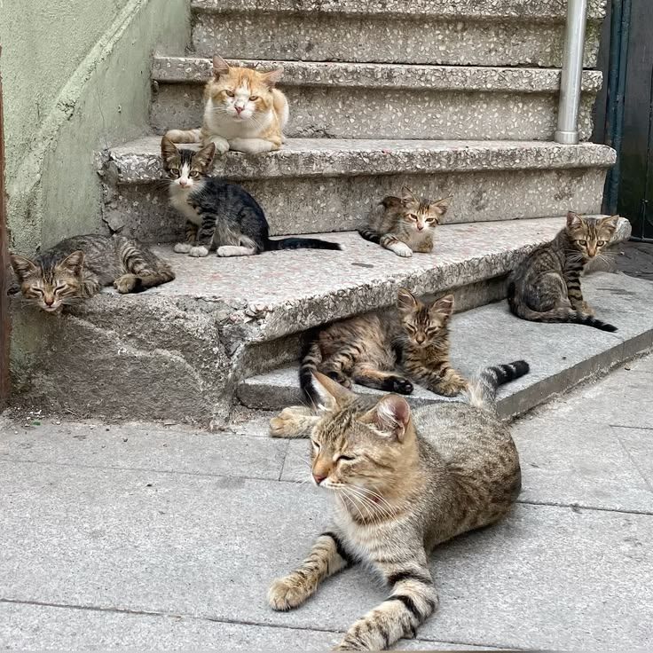 Коты-бандиты: к этим опасным пацанам лучше не приближаться - фото 859495