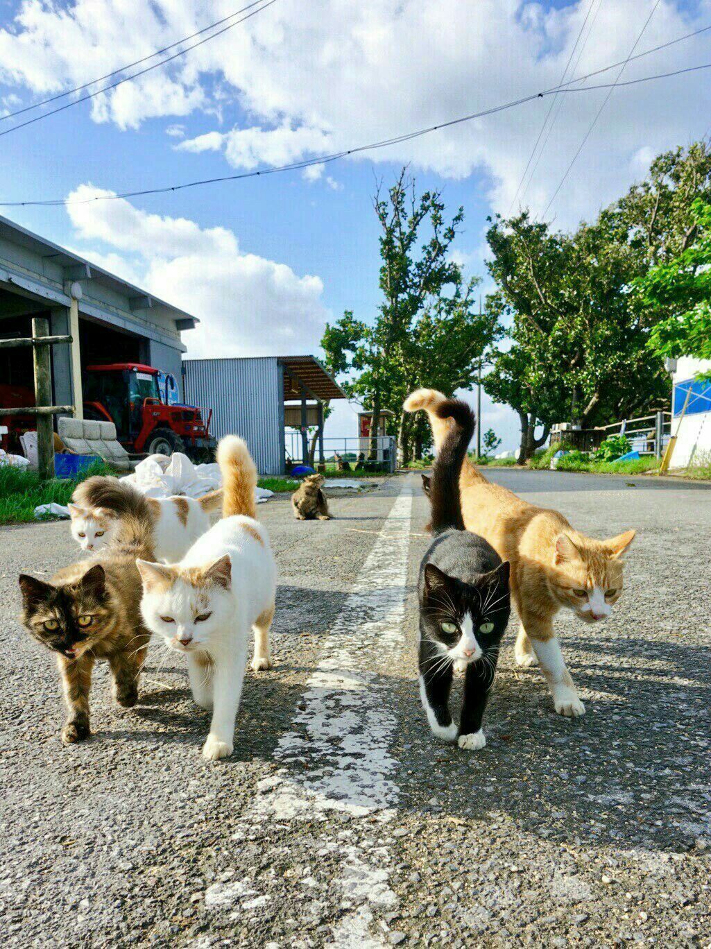 Коты-бандиты: к этим опасным пацанам лучше не приближаться - фото 859497