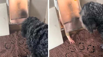 Пес растерялся, когда увидел, кто пролез в его собачью дверцу - видео, которое зашкаливает милотой