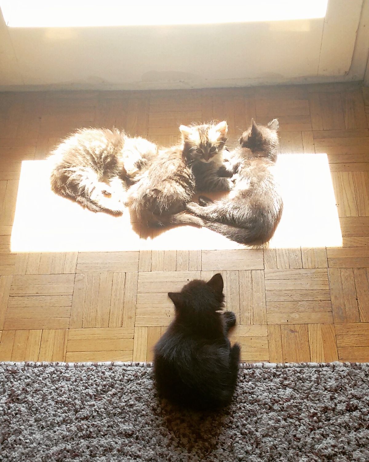 15 животных, которые зачесались на солнце - и мы тоже хотим к ним присоединиться - 860000 15 животных, которые зачесались на солнце - и мы тоже хотим к ним присоединиться - фото 860000