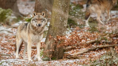 Чоловіку загрожує в'язниця через одне ШІ-фото, яке паралізувало місто