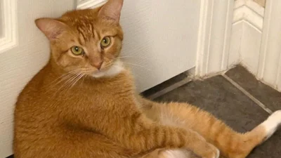 Дивна звичка кота підкорила мережу, але шокувала його господиню