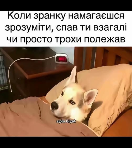 20 забавных мемов с животными об усталости, работе и взрослой жизни - фото 863414