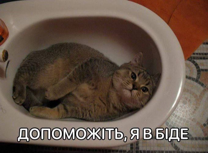 20 забавных мемов с животными об усталости, работе и взрослой жизни - фото 863417