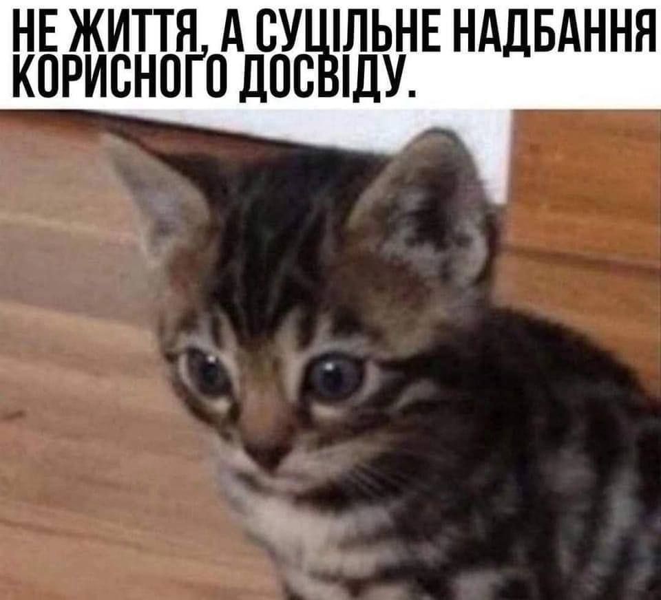 20 забавных мемов с животными об усталости, работе и взрослой жизни - фото 863419