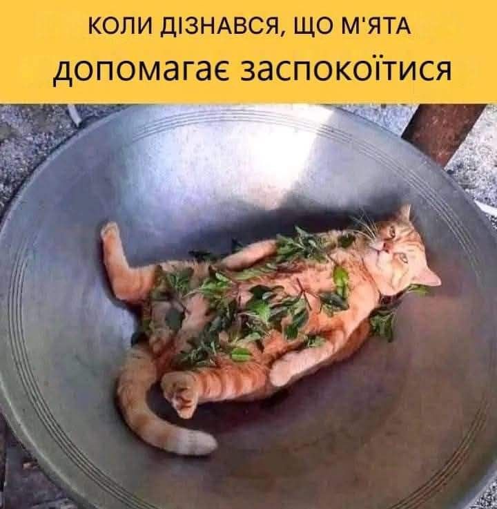 20 забавных мемов с животными об усталости, работе и взрослой жизни - фото 863421