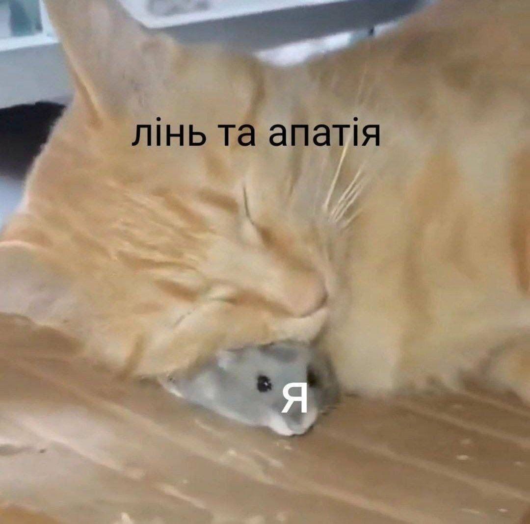 20 забавных мемов с животными об усталости, работе и взрослой жизни - фото 863425