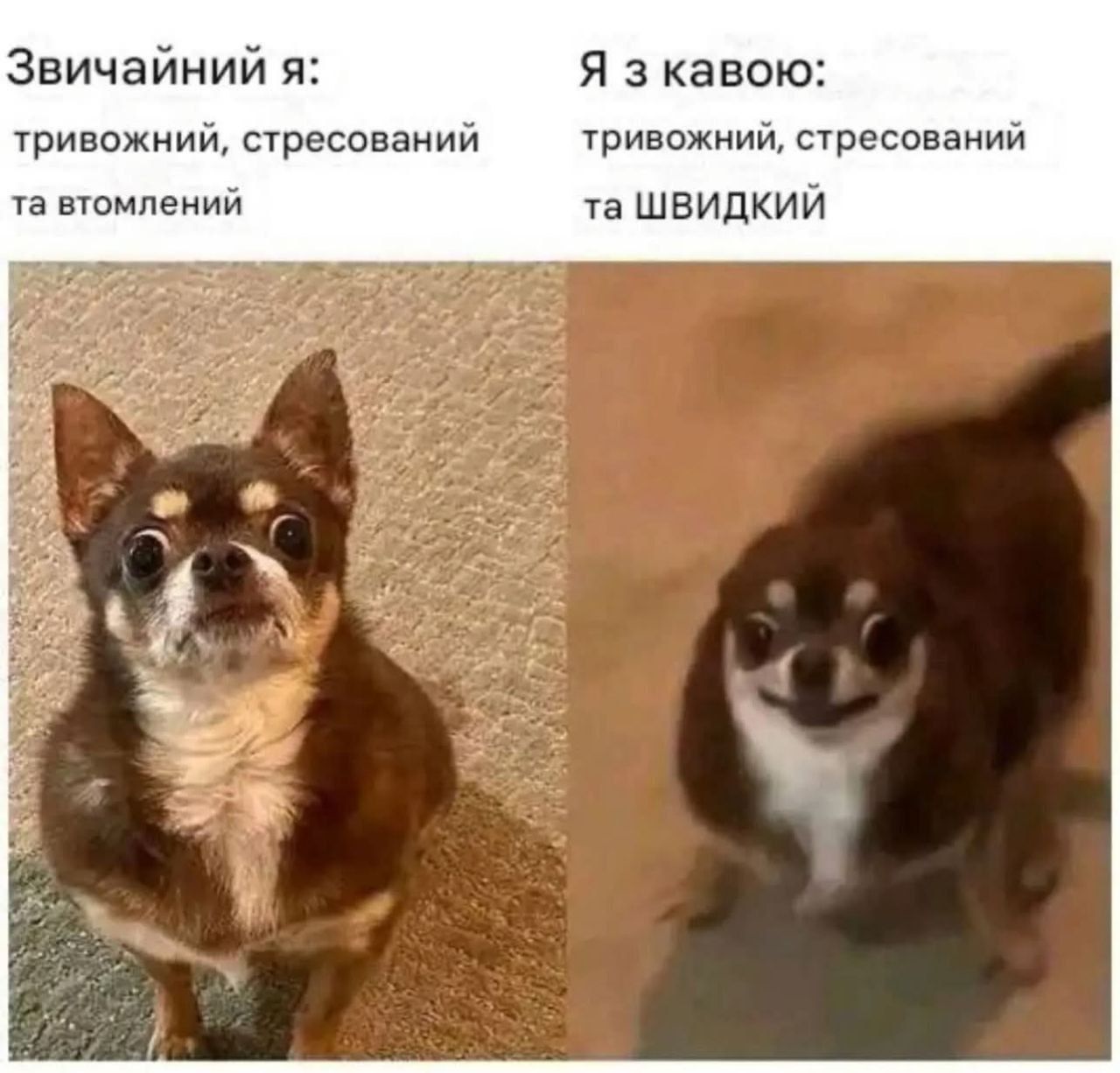 20 забавных мемов с животными об усталости, работе и взрослой жизни - фото 863428
