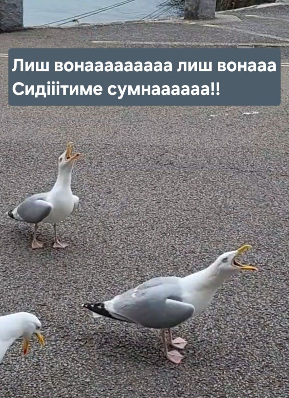 20 забавных мемов с животными об усталости, работе и взрослой жизни - фото 863429