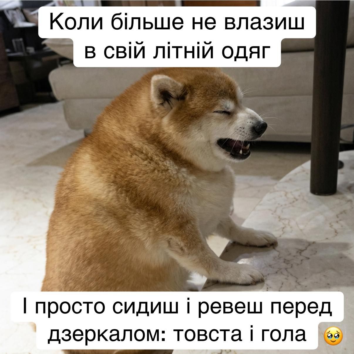 20 забавных мемов с животными об усталости, работе и взрослой жизни - фото 863430